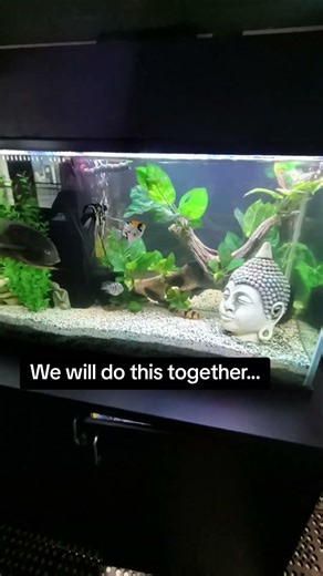 If Your struggling....don't do it alone ... hire Pendley's Plentiful Pets Fish Tank Cleaning Service