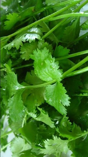 5 Health Benefits of Cilantro