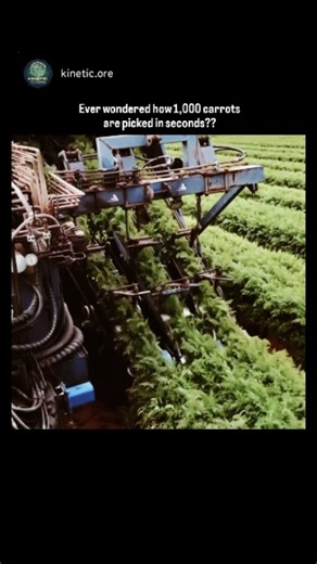 Kinetic Core on Instagram: "This video captures the mesmerizing efficiency of modern industrial agriculture through a high-speed carrot harvester. The footage highlights the machine’s precision as it grips the green tops, lifting vibrant orange carrots from the dark soil in a seamless, rhythmic "zipping" motion. ​The process is a mechanical marvel: specialized belts pull the roots upward while brushes or rollers strip away excess dirt and foliage. This blend of heavy engineering and organic harv