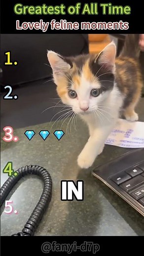 #Cat #CutePets #FluffyCat #PurringCat #CatASMR