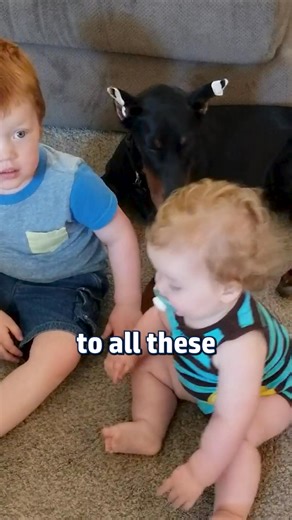 68K views · 2K reactions | The Teenage Phase for Dobermans can be COMPLETE chaos  #DobermanPuberty #AdolescentDogBehavior #DobermanTraining #ReactiveDogs #DogDevelopment #DobermanPlanet | Doberman Planet | Facebook