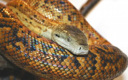 Are there snakes in the Caribbean?