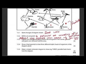 Grade 10 Food Web Exam Question | Food chains | Food Pyramid| Past Exam Paper