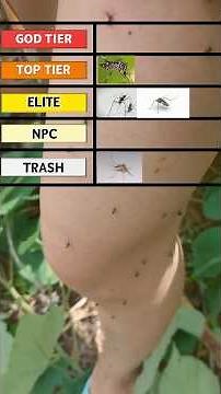 Ranking The World’s Most Dangerous Mosquitoes