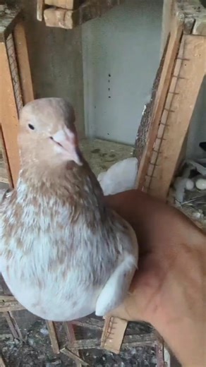 3.1K views · 65 reactions | Amazing Pigeon Tips on Reels | Facebook