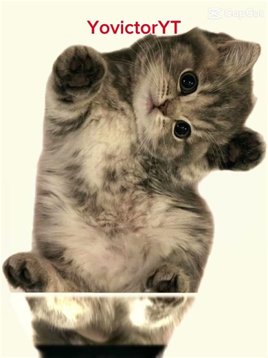 Cat version/if this gets 15-20 likes I’ll do a dog version