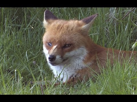 The Red Fox - The British Mammal Guide
