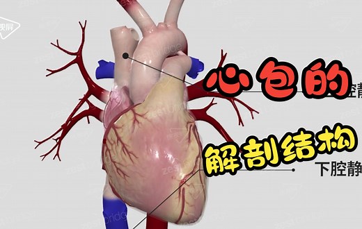 【医学3D动画】心包的解剖结构