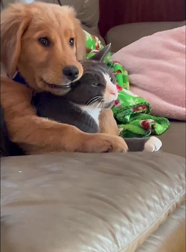 Dog and Cat True Love: A Heartwarming Friendship