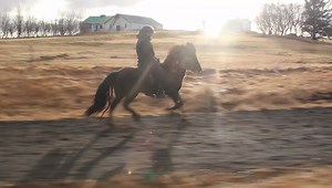 5.1K views · 355 reactions | This is what we call Tölt! It is the natural gait of Icelandic horse and so much fun to experience :) | Íshestar horseback riding tours in Iceland | Facebook