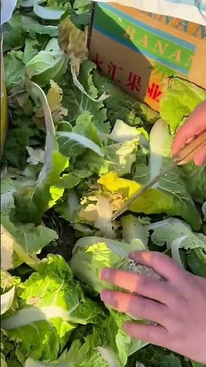 Cleaning and trimming Napa cabbage heads for food preparation