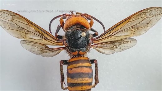 Those large insects flying around aren't murder hornets, they're cicada killer wasps, experts say