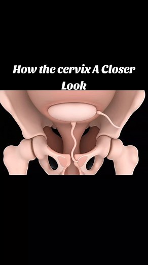 Cervix Anatomy: A Closer Look into Women's Health
