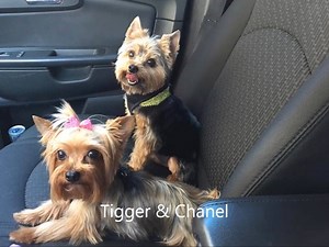 1.2K views · 240 reactions | Yorkie Movie Weekend continues ....... | Yorkies Care | Facebook