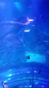 The SEA LIFE Aquarium San Antonio at the Shops at Rivercenter Mall is such a cool addition to downtown. Both young and old will love seeing all the amazing marine life there! #SARiverwalkFun #SeaLifeSanAntonio #VisitSanAntonio #SanAntonio #VideooftheDay #Vacation | The San Antonio Riverwalk