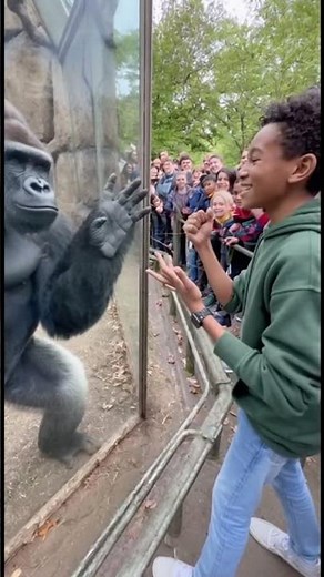 Unexpected Friendship: Boy Plays Rock-Paper-Scissors with Gorilla in Zoo!