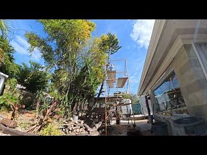 Topping Norfolk Island Pine