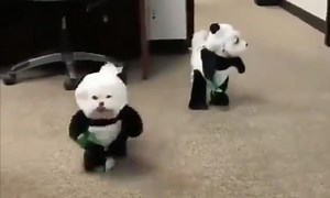 Prepare for cuteness overload with this video of dogs dressed up as pandas