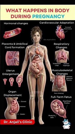 What Really Happens Inside Your Body During Pregnancy? 😳
