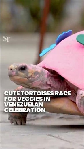 Cute tortoises race for veggies in Venezuelan celebration