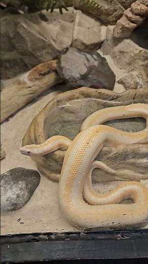 🐍✨ Adorable Snake! Too Cute to Handle! 💚