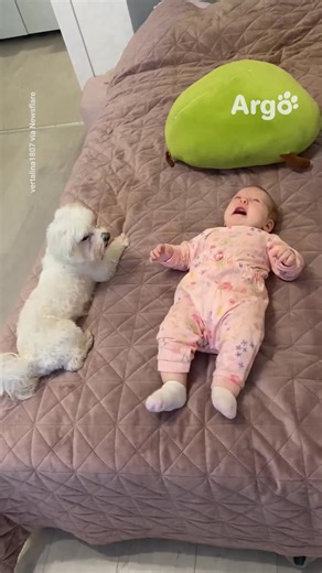 25K views · 816 reactions | Une vraie connexion entre eux 殺 | Argo France | Facebook