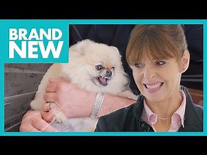 Winnie: The Possessive Pomeranian | Full Episode | It’s Me or The Dog