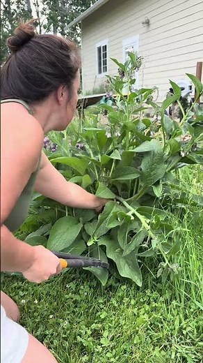 The benefits of Comfrey | closed loop system | permaculture