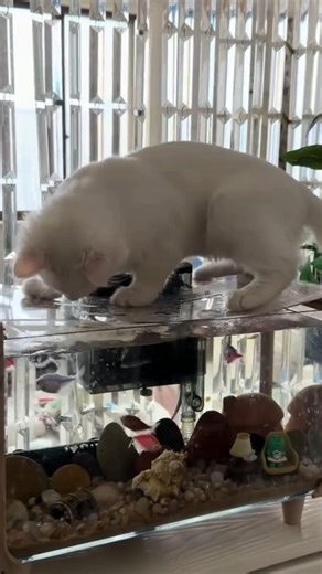 cat search fish .. #catvideos #reaction #comedy #fun #pets #shaababies #funny #catcomedy #action