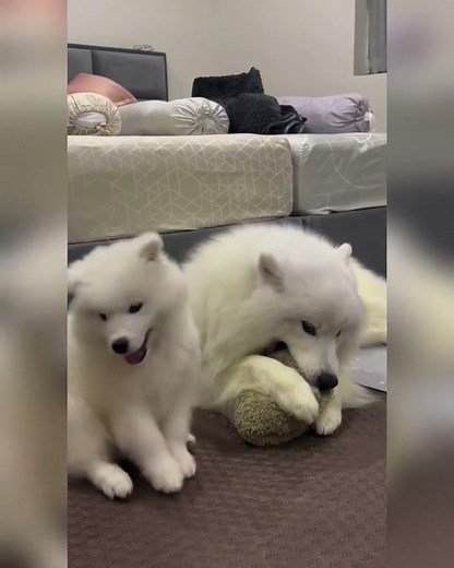 Cute & Funny Dog Behavior Compilation: Guaranteed Smiles! 🐶😍