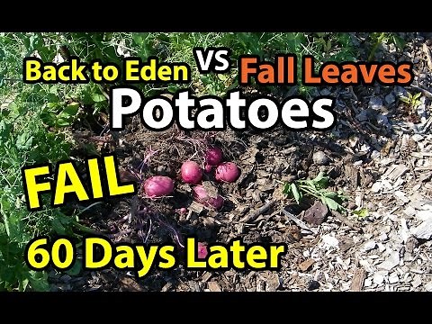 60 Days Later Potatoes- Back to Eden Organic Gardening Method 101 in Wood Chips VS Composting Leaves