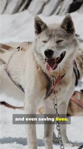 How Sled Dogs Saved the Arctic!#Arctic #Inuit #Survival #DogTeams #Huskies #facts #animals