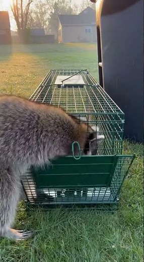 Humane Raccoon Trap Success: Safe Backyard Capture! 🦝