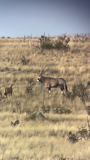 Impressive Gemsbok Hunt in New Mexico