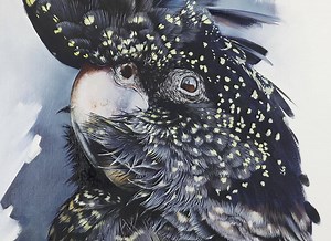 73 reactions · 6 comments | This may be the last painting I do for 2018... Acrylic and Oil on Linen Panel 100cm x 75cm For Sale Thank you to John Smith (@Wildeyeview on Instagram) for your beautiful reference photo and AK & Sublab Music for the sound track to the video. I loved painting this piece. These are awesome birds! | Carla Grace Art | Facebook