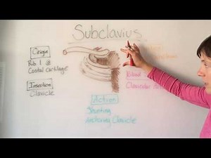 Subclavius Muscle Anatomy