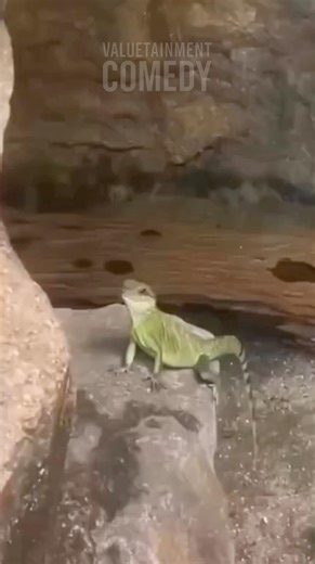 This Iguana Was Friendly Until She Laughed 😂🦎
