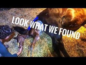 Episode 38 - Horse Giving Birth Unedited And Smitty Update