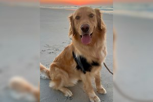 Dog Owner Explains Meaning Behind Rescue’s Rare Birthmark: ‘No Coincidence’