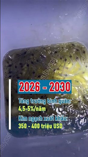 📍Lâm Đồng: Đặt mục tiêu trở thành trung tâm cung ứng giống tôm hàng đầu cả nước