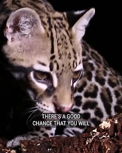 50K views · 552 reactions | Adventures With BIG CATS! | Coyote Peterson | Facebook