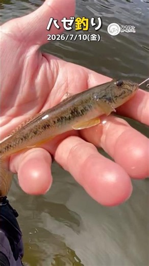[Goby Fishing] Goby fishing rigs for July, July 10, 2026 [Shorts] ①
