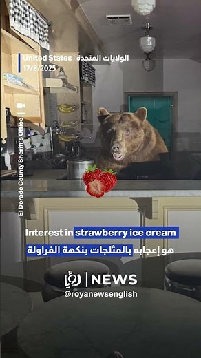 Bear breaks into ice cream shop