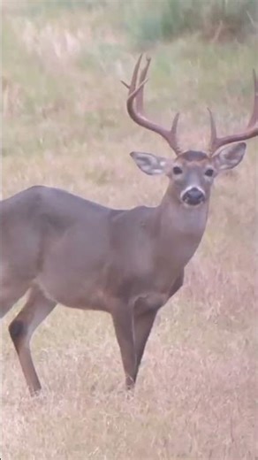 12-year-old shoot South Texas 10 point | Sauer 404 300 WM #hunting #deer #southtexashomes