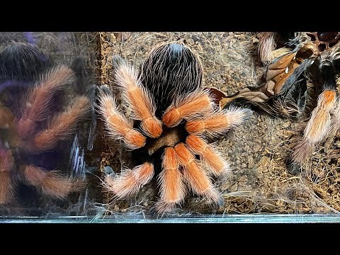 Mexican Fireleg Tarantula Molting (Brachypelma Boehmei) Timelapse