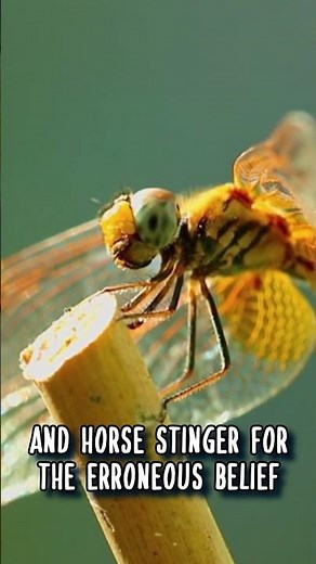 Dragonflies have MANY NAMES 🌈 Animal Fact Files #facts #animals #wildlife