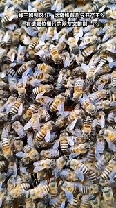 4.6K views · 64 reactions | The bee leader is leading the bees to start nesting #mychannel #bee #w #fbreels #beekeeper | Beehub Reely | Facebook