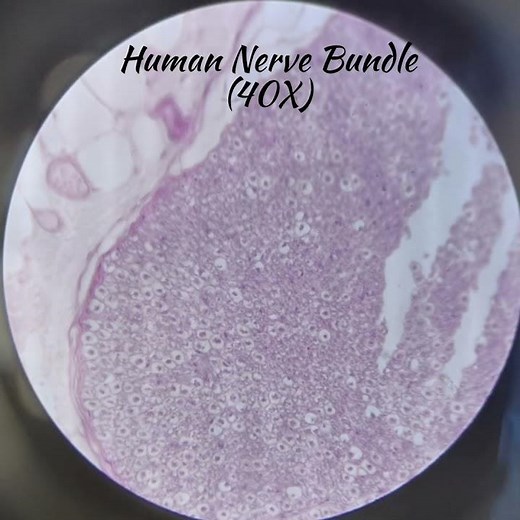 Histology of Nervous Tissue