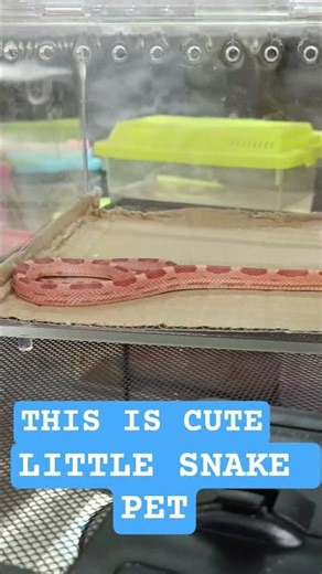 SNAKE PET😍#shortsfeed #petlovers