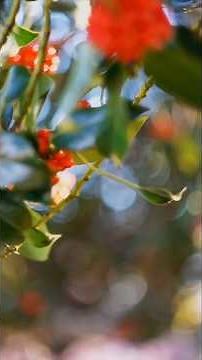 - Dutch Quarter - Colchester - Essex - UK - Erik Satie -